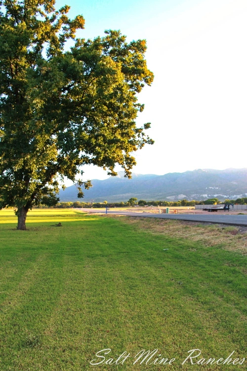 Ground view of salt mine ranches with trees, grass and mountains